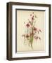 Coral Drops-null-Framed Giclee Print