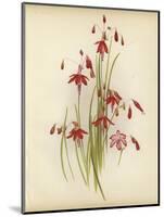 Coral Drops-null-Mounted Giclee Print