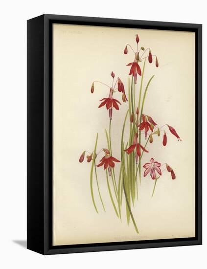 Coral Drops-null-Framed Stretched Canvas