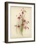 Coral Drops-null-Framed Giclee Print