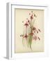 Coral Drops-null-Framed Giclee Print