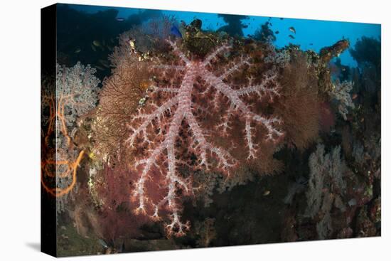 Coral Encrusted Wreckage on the Liberty Wreck, Tulamben, Bali, Indonesia-null-Stretched Canvas