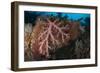 Coral Encrusted Wreckage on the Liberty Wreck, Tulamben, Bali, Indonesia-null-Framed Photographic Print