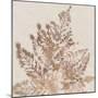 Coral Fern II-Alex Black-Mounted Art Print