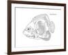 Coral Fish 10-Olga And Alexey Drozdov-Framed Giclee Print