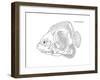 Coral Fish 10-Olga And Alexey Drozdov-Framed Giclee Print