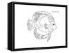 Coral Fish 2-Olga And Alexey Drozdov-Framed Stretched Canvas