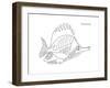 Coral Fish 3-Olga And Alexey Drozdov-Framed Giclee Print