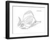 Coral Fish 3-Olga And Alexey Drozdov-Framed Giclee Print