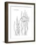 Coral Fish 8-Olga And Alexey Drozdov-Framed Giclee Print