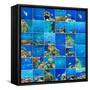 Coral Fish in  Red Sea,Egypt-Andrushko Galyna-Framed Stretched Canvas