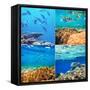 Coral Fish in  Red Sea,Egypt-Andrushko Galyna-Framed Stretched Canvas