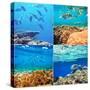 Coral Fish in  Red Sea,Egypt-Andrushko Galyna-Stretched Canvas