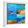 Coral Fish in  Red Sea,Egypt-Andrushko Galyna-Framed Photographic Print