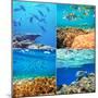 Coral Fish in  Red Sea,Egypt-Andrushko Galyna-Mounted Photographic Print