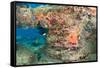 Coral Formation-pipehorse-Framed Stretched Canvas