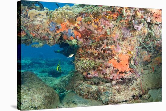 Coral Formation-pipehorse-Stretched Canvas