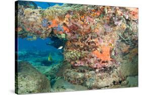 Coral Formation-pipehorse-Stretched Canvas