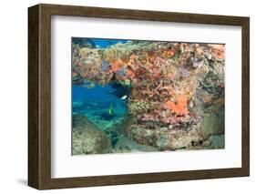 Coral Formation-pipehorse-Framed Photographic Print