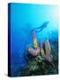 Coral Formations and Underwater Diver, Cozumel Island, Caribbean Sea, Mexico-Gavin Hellier-Stretched Canvas