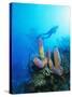 Coral Formations and Underwater Diver, Cozumel Island, Caribbean Sea, Mexico-Gavin Hellier-Stretched Canvas