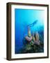 Coral Formations and Underwater Diver, Cozumel Island, Caribbean Sea, Mexico-Gavin Hellier-Framed Photographic Print