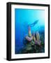 Coral Formations and Underwater Diver, Cozumel Island, Caribbean Sea, Mexico-Gavin Hellier-Framed Photographic Print