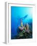 Coral Formations and Underwater Diver, Cozumel Island, Caribbean Sea, Mexico-Gavin Hellier-Framed Photographic Print