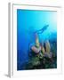 Coral Formations and Underwater Diver, Cozumel Island, Caribbean Sea, Mexico-Gavin Hellier-Framed Photographic Print