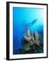 Coral Formations and Underwater Diver, Cozumel Island, Caribbean Sea, Mexico-Gavin Hellier-Framed Photographic Print