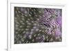 Coral (Fungia fungia fungites) Deep water form - Satonda Is., Sumbawa Island, Indonesia-Colin Marshall-Framed Photographic Print