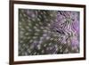 Coral (Fungia fungia fungites) Deep water form - Satonda Is., Sumbawa Island, Indonesia-Colin Marshall-Framed Photographic Print