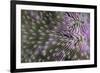 Coral (Fungia fungia fungites) Deep water form - Satonda Is., Sumbawa Island, Indonesia-Colin Marshall-Framed Photographic Print