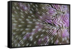 Coral (Fungia fungia fungites) Deep water form - Satonda Is., Sumbawa Island, Indonesia-Colin Marshall-Framed Stretched Canvas