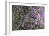 Coral (Fungia fungia fungites) Deep water form - Satonda Is., Sumbawa Island, Indonesia-Colin Marshall-Framed Photographic Print