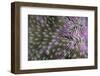 Coral (Fungia fungia fungites) Deep water form - Satonda Is., Sumbawa Island, Indonesia-Colin Marshall-Framed Photographic Print