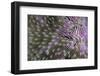 Coral (Fungia fungia fungites) Deep water form - Satonda Is., Sumbawa Island, Indonesia-Colin Marshall-Framed Photographic Print