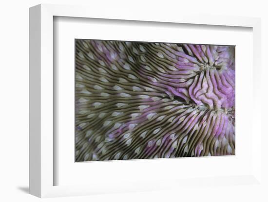 Coral (Fungia fungia fungites) Deep water form - Satonda Is., Sumbawa Island, Indonesia-Colin Marshall-Framed Photographic Print