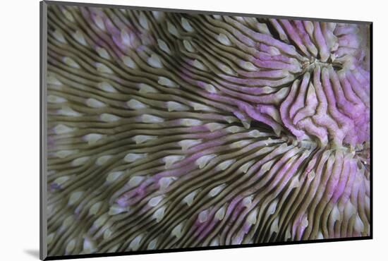 Coral (Fungia fungia fungites) Deep water form - Satonda Is., Sumbawa Island, Indonesia-Colin Marshall-Mounted Photographic Print