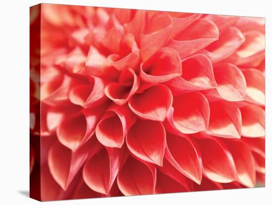 Coral Funnel Dahlia-Dana Styber-Stretched Canvas