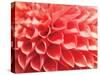 Coral Funnel Dahlia-Dana Styber-Stretched Canvas