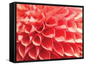 Coral Funnel Dahlia-Dana Styber-Framed Stretched Canvas
