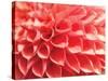 Coral Funnel Dahlia-Dana Styber-Stretched Canvas