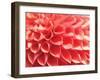 Coral Funnel Dahlia-Dana Styber-Framed Photographic Print