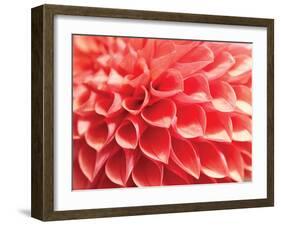 Coral Funnel Dahlia-Dana Styber-Framed Photographic Print