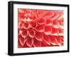 Coral Funnel Dahlia-Dana Styber-Framed Photographic Print