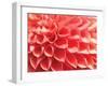 Coral Funnel Dahlia-Dana Styber-Framed Photographic Print