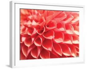 Coral Funnel Dahlia-Dana Styber-Framed Photographic Print