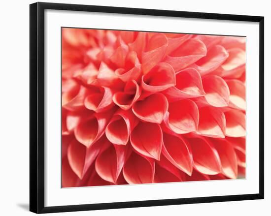 Coral Funnel Dahlia-Dana Styber-Framed Photographic Print