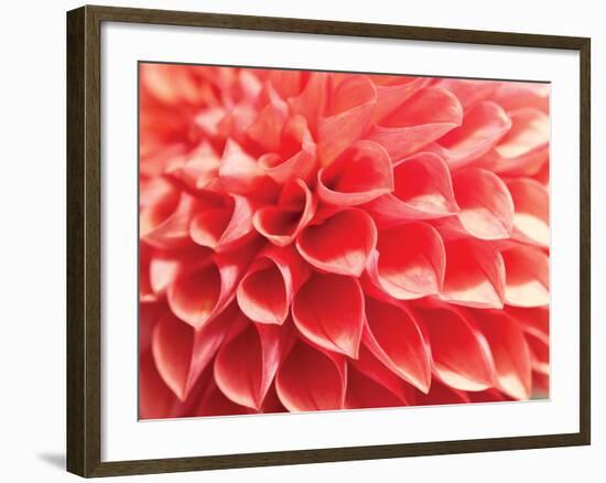 Coral Funnel Dahlia-Dana Styber-Framed Photographic Print